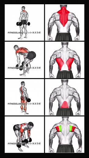 ✅ダンベル背中トレーニング ①シュラッグ ②ベントオーバーロウ ③デッドリフト ④ベントオーバーフェイスプル #筋トレ動画 #筋トレ #背中トレーニング