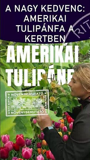 A nagy KEDVENC amerikai tulipánfa a kertben #ritakertje