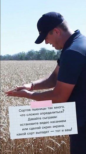 Как выбрать сорт пшеницы) #сельскоехозяйство #агротехнологии #пшеница #семена #farming #agro
