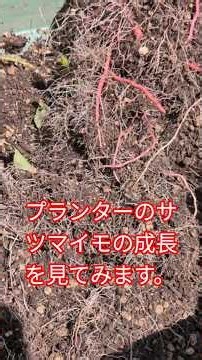 プランターのサツマイモの成長を見てみます。
