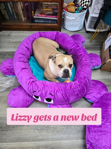 Lizzy's Bark Box came, and she got a free bed! 💜 #barkbox #bulldog #rescuedog #fyp #dogsofttiktok @Shop BARK