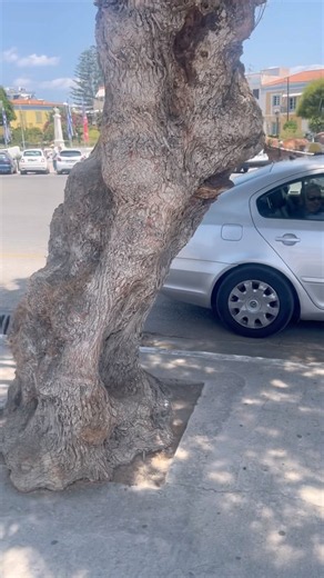 What kind of weird looking trees are these in Aegina Island in Greece ????
