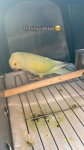 Piper is a 4 and a half year old Indian ringneck who came all the way from Utah to Texas. She isn’t too sure about her new situation but I have assured her she will be well loved and that we will find her the perfect forever home ☺️ #piper #indianringneck #rescue | The Green Bird Brigade
