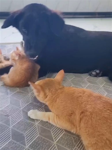 Cute cat compilation for cat lovers