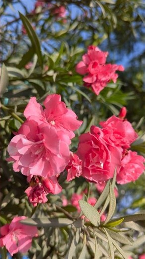 Pink oleander #trending #flowers #nature