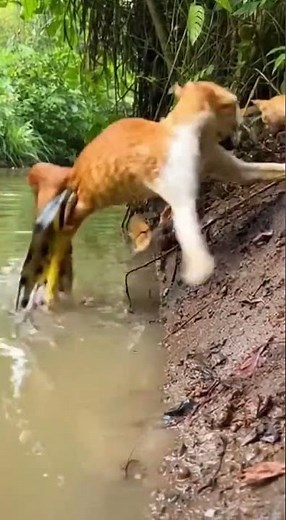 Anaconda vs Domestic Cat Which is the Fierce Predator