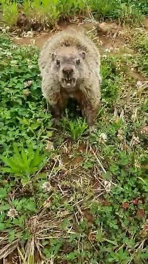 Laughing Groundhog 😆🤣