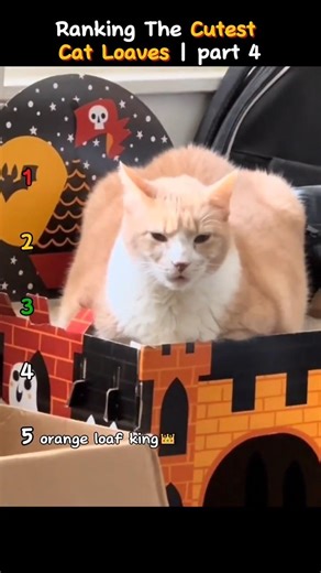 Ranking the cutest cat Loaves | part 4