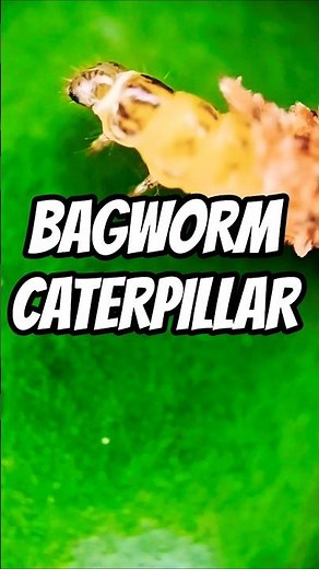 Microscopic View of Bagworm Caterpillar - Crawling Out of its Case #microscope #bagworms #nature