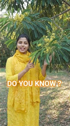 Petiole : xerophytic adaptation #phyllode#Australian Acacia #Acacia melanoxylon#Neet