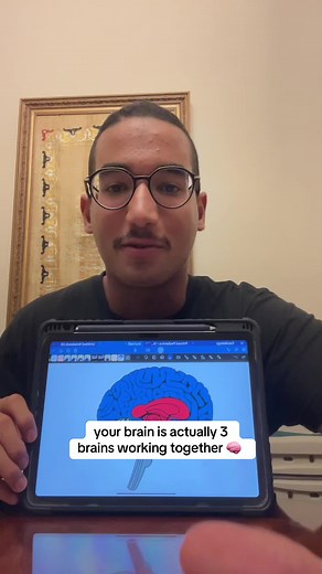 Understanding the Three Brains: Reptilian, Mammalian, and Human