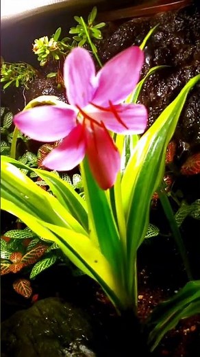 The Azureus Blue Poison Dart Frog Vivarium 🌸 At Full Bloom. 🐸 Froglets standing by.