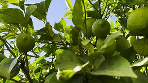 Download Healthy Organic Lemon on Tree for free