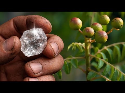 This silent plant reveals diamonds in the soil — and almost no one notices it!