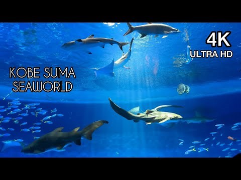 [4K] Kobe Suma Seaworld | Aquarium | Walking Tour | Aqua Live | Orca | Dolphin |