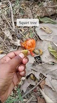African tulip tree: Hold water in it's bud #tulip #tree #africanwonders #floweringtrees