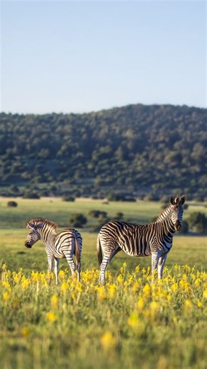 Experience Shamwari Game Reserve 🇿🇦 One of South Africa’s most renowned safari destinations, offering incredible wildlife encounters, luxury lodges, and conservation-focused experiences. Ask us about making this fabulous safari spot part of a larger South Africa trip taking in Cape Town, the winelands and the spectacular garden route! #trailfinders #shamwari #southafrica #safari #wildlifeexperience | Trailfinders