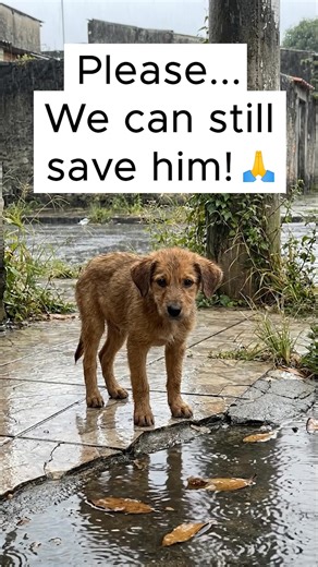 In just a few seconds, you can change the future of an animal who has already suffered enough. Want to know how?👇 Our shelter cares for more than 40 rescued dogs, souls who arrived starving, abandoned, frightened, and needing urgent medical care. Every single day, we fight to give them safety, food, and a real chance at life again. But today, our resources have reached the limit. We don’t receive government support. Every meal, every treatment, every second chance exists only because compassion