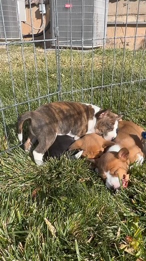 Ohhh mmmyy goodnesss • • • #basenji #basenjis #dog #dogs #puppy #puppies #basenjisofinstagram #basenjicuteness #basenjilove #basenjilovers #basenjidog #basenjipuppy #basenjiforsale #basenjilife | Mwimbaji Basenjis of Utah | Facebook