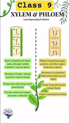 Xylem vs Phloem Differences in 60 Seconds 🌱#xylem #phloem #scishorts #biology #ytshorts