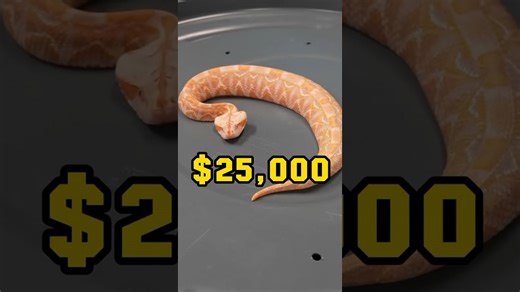 They're worth $25,000 - inside the rarest albino Gaboon vipers in the country