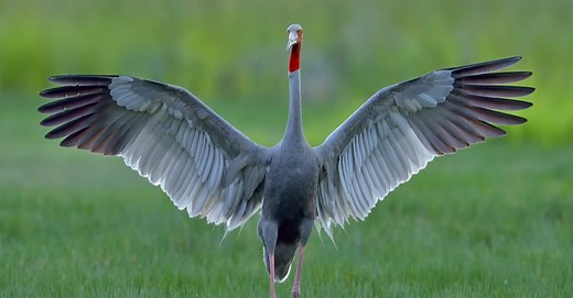 What Do Cranes Eat? Their Diet Explained