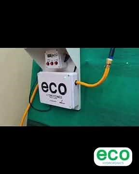 Hydroponic Wheatgrass in Just 7 Days!