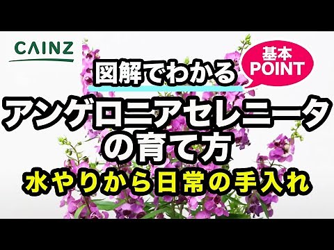 How to Grow Angelonia Serenita (Also known as: Angel Lavender) | Cainz Flower Guide