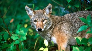 Michigan Natural Resources Commission supports year-round coyote hunting