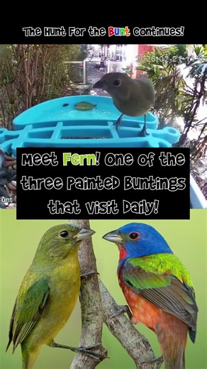 Meet Fern a Painted Bunting!