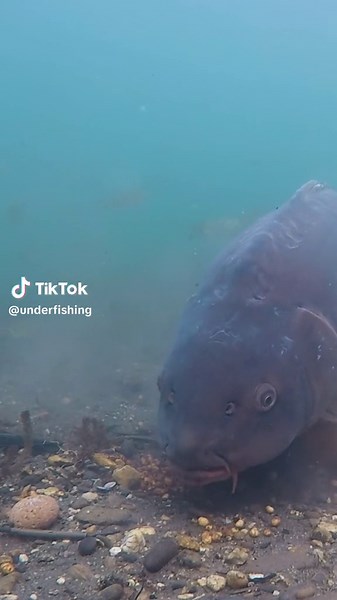 Biggest Carp Ever Caught Underwater! Watch on Youtube!