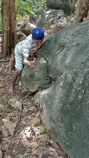 stones containing animals #shortvidios #nature