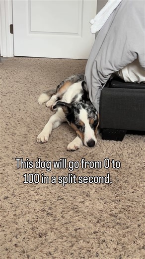 Funny Dog Moments Featuring Australian Shepherds and Cattledogs