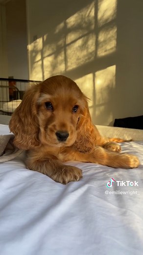 Adorable Show Cocker Spaniel Puppy Golden Hour Moments
