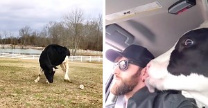 5 Hilarious Videos Of Cows Being Laugh-Out-Loud Funny