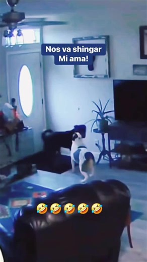 Divertidos videos de perritos jugando en TikTok