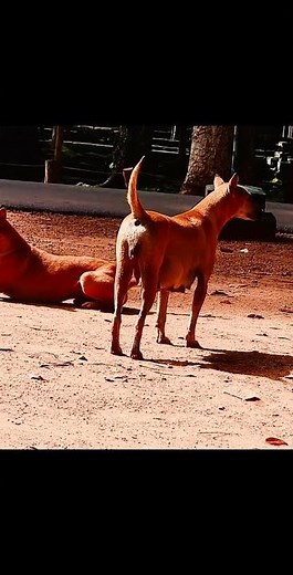 Old female dog much pain her belley