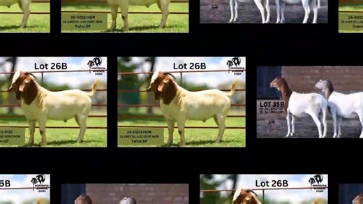 NORTHERN BULL AUCTION Agra Auction pens - Grootfontein 28 November 2025 @ 11:00 To register for the auction on SwiftVEE Namibia follow this link: https://auctions.swiftvee.com/.../noordelike-bulveiling-ddDK For more information and photos of animals on auction, please visit our website at https://www.agra.com.na/index.php/stud-auctions/auction/1467 Digital Auction REGISTRATIONS CLOSE Thursday 27 November 2025 @ 17:00. All Agra Auctions clients MUST be FIA registered to participate in ANY auction