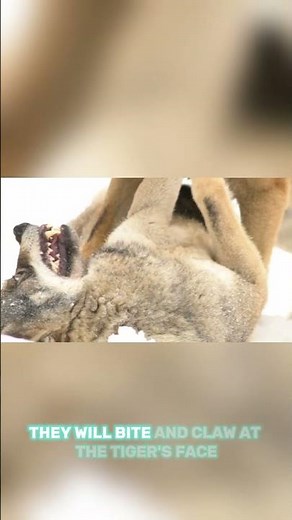 wolf vs tiger fight🐺🐅 #WolfVsTiger #WildlifeBattle #PredatorFight #JungleClash #AnimalFightShorts