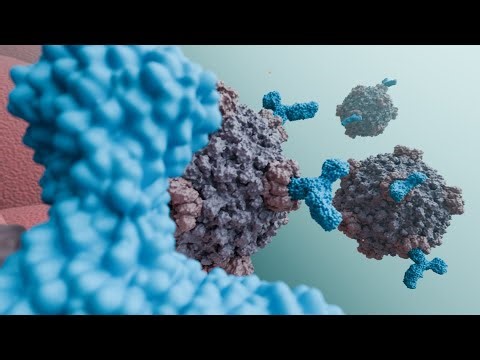 Humoral Immunity: An Antibody’s POV