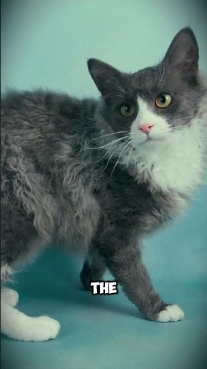 ✨ The Rare Curly Cat Breed You’ve Never Seen Before
