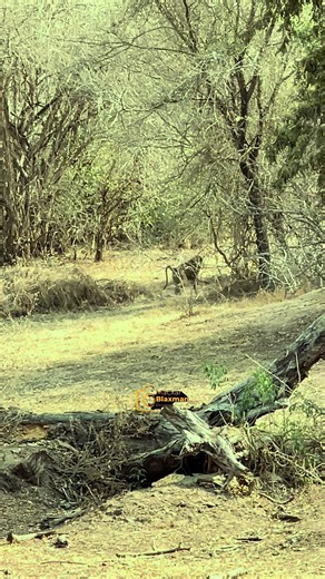 Exploring Monkeys in South Sudan