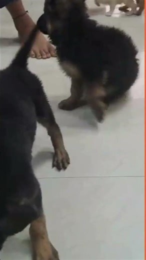 🐶 German Shepherd & German Spitz Puppies Available at Dogiz Line – Pet Hub 🐾