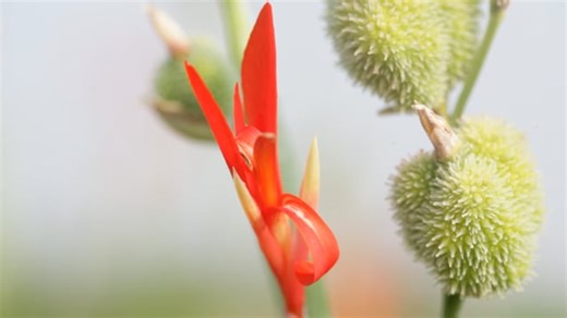 Canna, Canna Indica, Flower. Free Stock Video