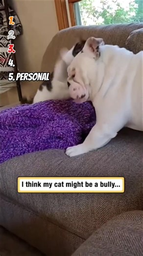 Ranking Funny Pets | Angry Cats Compilation