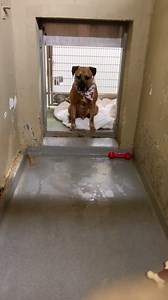 Why doesn't anyone want me? It's Day 1,178 for me....😢 🇺🇸 Veterans! Bentley could be your new BFF! Through TOHAS' partnership with Pets for Patriots , Bentley's adoption is free, and you get lots of other benefits to help you both make your house a home. Learn more and apply prior to adopting Bentley at pfp.care/adopt Read all about BENTLEY to see if he is the boy for you: 🔸 4 years old 🔸 Been at the shelter since April of 2022 🔸 Knows his commands 🔸Takes training classes with his shelter