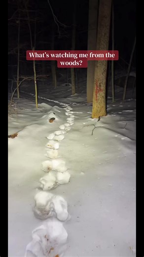 What’s Watching Me from the Woods? Paranormal Encounters