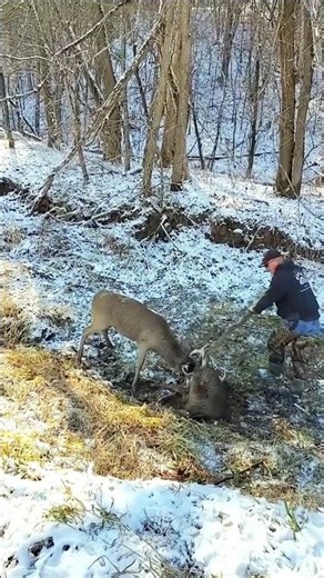 🦌 Епічна сутичка оленів! 🦌Роги зчепилися! Сутичка #Олені #ДикаПрирода #Природа #ЛісовеЖиття #deer