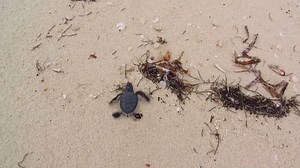 12K views · 177 reactions | Watch baby sea turtles rush to the sea after hatching! Hatching en masse is a survival strategy, increasing the chances that some will evade lurking predators. Read more: https://oceanservice.noaa.gov/facts/turtle-hatch.html #30DaysofOcean #SeaTurtleWeek | National Ocean Service | Facebook