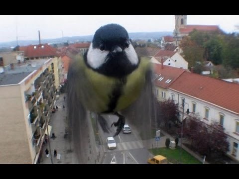 What to do if a Bird flies into your window